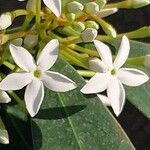 Acokanthera oblongifolia Flor