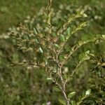 Nothofagus betuloides Habit