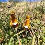 Calceolaria uniflora Blüte