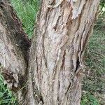 Melaleuca linariifolia Bark