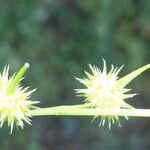 Succowia balearica 花