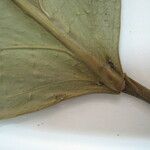 Caryodendron amazonicum Beste bat