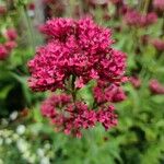 Centranthus ruberBlomst