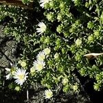 Symphyotrichum ericoides Flors