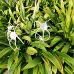 Hymenocallis littoralis പുഷ്പം