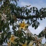 Ceiba chodatii Flower