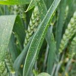 Triticum aestivum Ліст