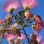 Albizia julibrissin 花