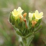 Neatostema apulum Flower