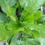 Eryngium foetidum Leaf