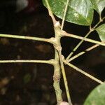 Protium stevensonii Lubje