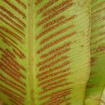 Asplenium africanum Leaf