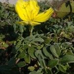 Oenothera drummondii Ліст