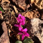 Cyclamen repandum 花