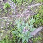 Salvia pratensis Flor
