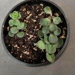 Sedum ternatum List