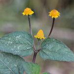 Acmella paniculata Flower