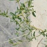 Chenopodium betaceum Агульны выгляд