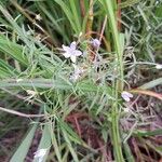 Campanula aparinoides Floare