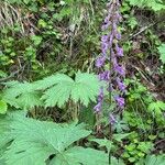 Aconitum septentrionale Кветка