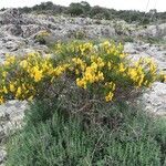 Genista salzmannii Hàbitat