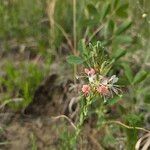 Oenothera suffrutescens പുഷ്പം