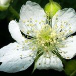 Rubus caesius Kvet