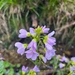 Cardamine pratensisЦвят