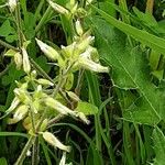 Cerastium fontanum Blüte