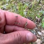 Festuca filiformis Flor