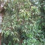 Syzygium cymosum Агульны выгляд