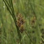 Carex laeviculmis Fruit