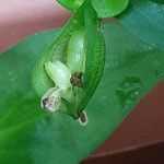 Commelina communis Fruit