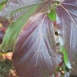 Parrotia subaequalis Hoja