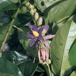 Solanum coriaceum Цвят