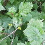 Ribes petraeum Φρούτο