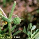 Medicago scutellata Bark