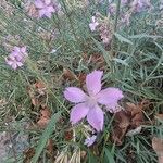 Dianthus rupicola Flower