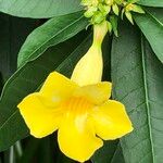 Allamanda schottii Λουλούδι