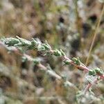 Artemisia herba-alba മറ്റ്