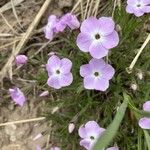 Phlox diffusa Flower