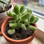 Cotyledon tomentosa Hoja