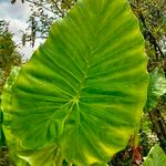 Alocasia macrorrhizosЛист