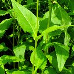 Silphium perfoliatum Yaprak
