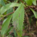 Coleostephus myconis Leaf