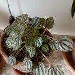 Peperomia albovittata Ліст