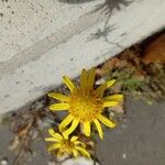 Senecio madagascariensis Flower