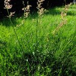 Rumex thyrsiflorus 整株植物