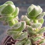 Crassula perfoliata Hoja