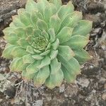 Aeonium lancerottense Blatt